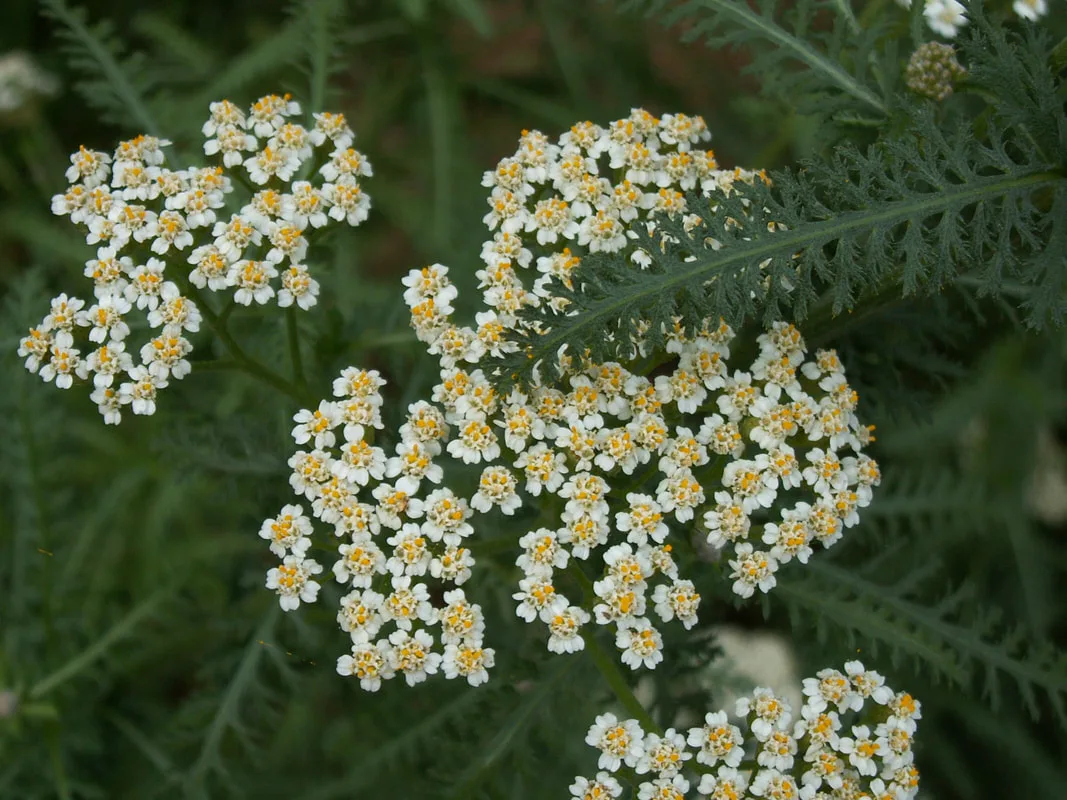 Ketunpjan Siankärsämöjauhe -etiketti