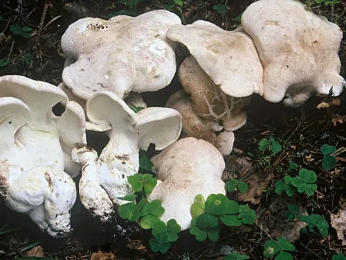 Ketunpojan suppisrouhe etiketti