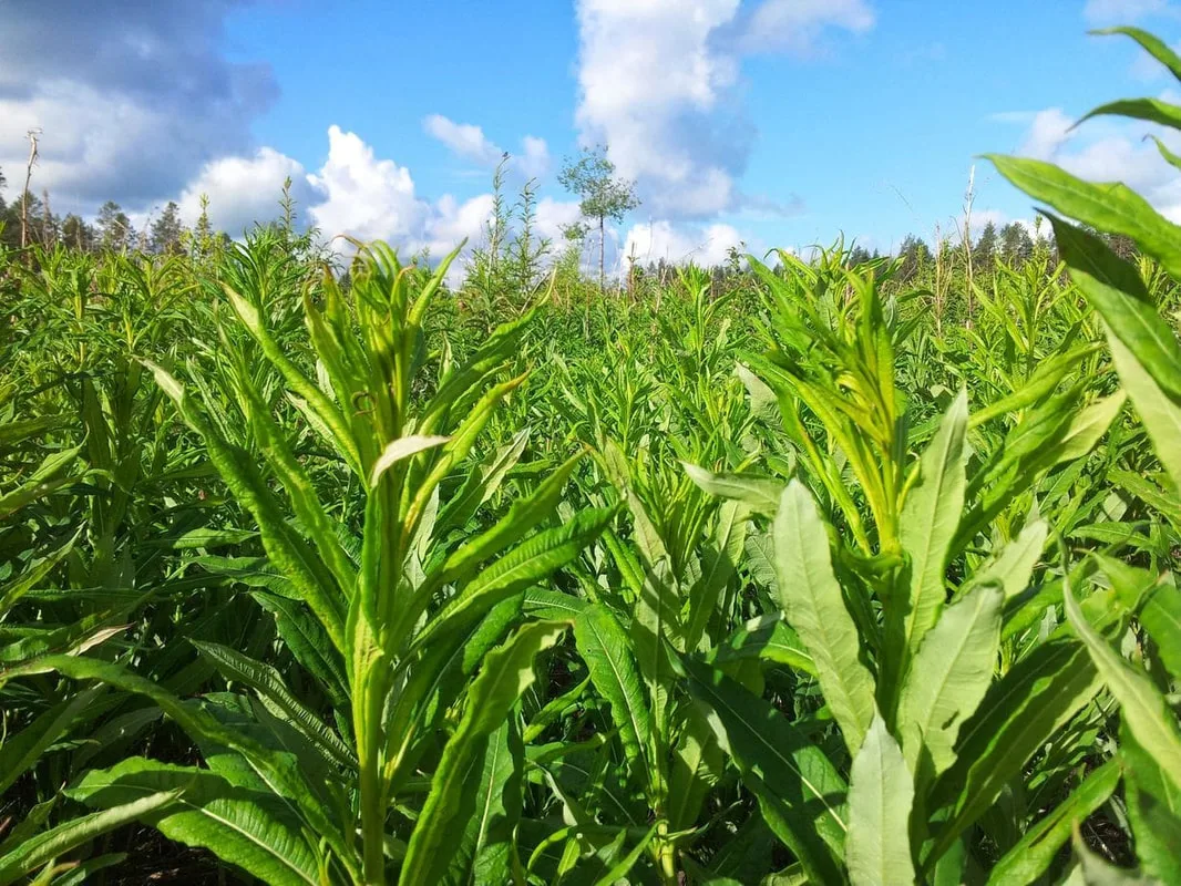 Maitohorsman lehtiä