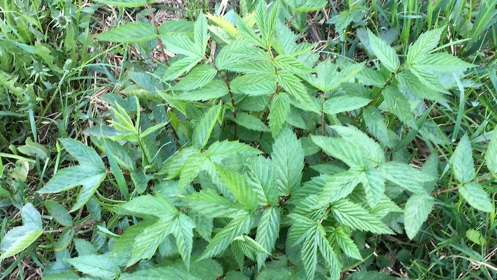 Mesiangervon lehtiä